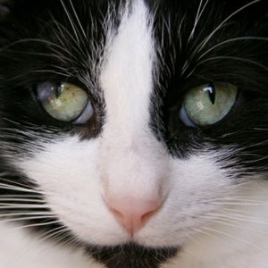 Meet your Posher, Isaac